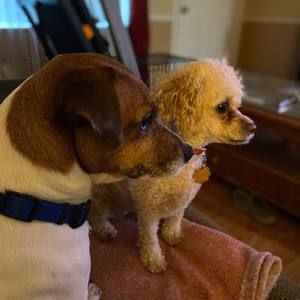 Meet your Posher, Suzanne